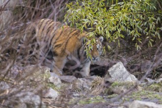 Female adult Siberian Tiger, Panthera tigris altaica, walking out of dense green vegetation