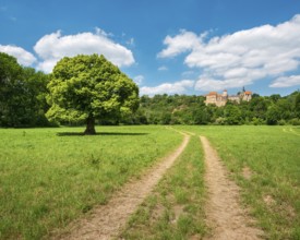 Field path through landscape in the Saale valley near Naumburg in spring, in front a solitary lime