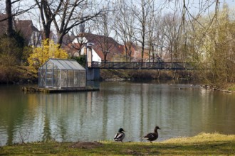 A pair of ducks on the River Lippe at Laumannshügel with the Arche artwork in Lippstadt in spring,