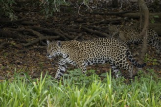 Jaguar (Panthera onca), mother and child, in riparian vegetation, Pantanal, Brazil, South America