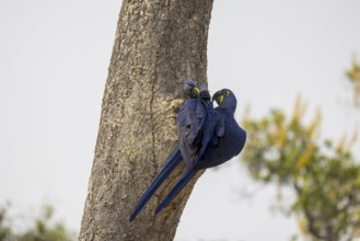 Hyacinth Macaw (Anodorhynchus hyacinthinus), 2 birds at nesting cavity, Pantanal, Brazil, South