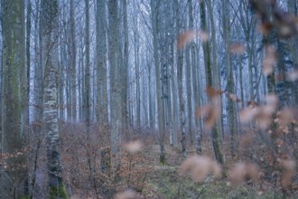 A vast winter forest with bare trees and a calming atmosphere, Gechingen, district of Calw, Black