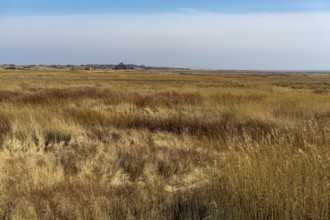 The East Frisian North Sea island of Juist in winter, marshy meadows in the west of the island,