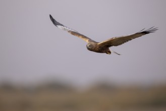 Spanish imperial eagle (Aquila Adalberti), take-off, La Mancha, Spain, Europe