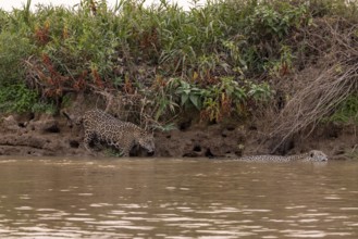 Jaguar (Panthera onca), 2 males in riparian vegetation, Pantanal, Brazil, South America