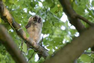 Long-eared owl (Asio otus), young bird, just fledged, nest fledgling, Bottrop, Ruhr area, North