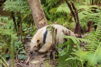 A southern tamandua (Tamandua tetradactyla), walks through the dense undergrowth of a forest