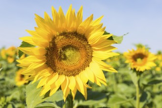 Sunflowers (Helianthus annuus) in bloom in a sunflower field, Hirschstein, Saxony, Germany, Europe