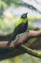 Emerald Starling (Lamprotornis iris), adult male bird perched on a branch, native to Africa,