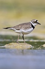 Little Ringed Plover (Charadrius dubius), standing in silt, Aue nature reserve, Reussegg, Sins,