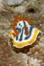 Extreme close-up underwater photo of Striped star snail (Chromodoris strigata) with outstretched