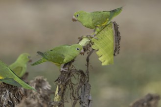 Yellow-winged Parakeet (Brotogeris chiriri) or Canary-winged Parakeet, several, on cut banana