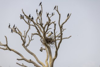 Jabiru (Jabiru mycteria), nest with cormorants, Pantanal, Brazil, South America