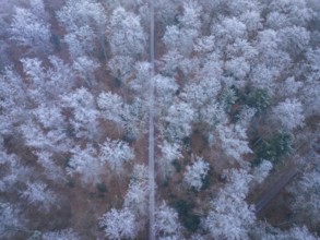 Aerial view of a frost-covered forest crossing a forest path, Gechingen, district of Calw, Black