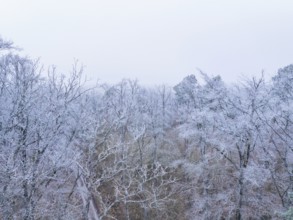 Aerial view of a bare forest with frost-covered branches in a foggy winter landscape, Gechingen,