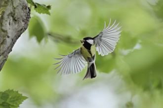 Great tit (Parus major), with food in its beak approaching the breeding den, Canton Zug,