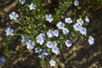 Flax field, flax (Linum) flowers in a field near Hirschstein, Saxony, Germany, Europe