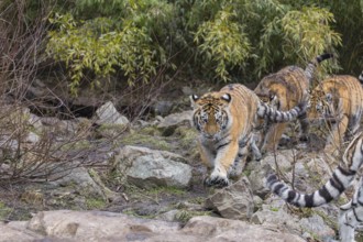 Three young Siberian Tiger, Panthera tigris altaica walking out of dense green vegetation