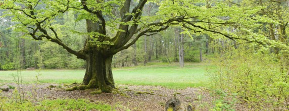 Gnarled old beech tree in the former Hutewald Halloh, Bad Wildungen, Kellerwald, Hesse, Germany,