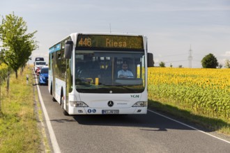 VGM bus line 446 from Meißen to Riesa between sunflower fields near Hirschstein, Saxony, Germany,