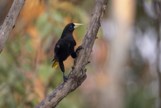 Crow-fronted bird (Psarocolius decumanus), on branch, Pantanal, Brazil, South America