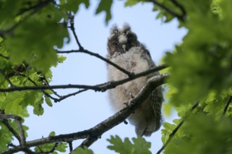 Long-eared owl (Asio otus), young bird, just fledged, nest fledgling, Bottrop, Ruhr area, North