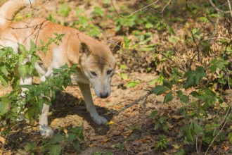 One New Guinea singing dog or New Guinea Highland dog (Canis hallstromi) (Canis dingo hallstromi,