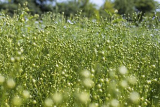 Flax field, buds of flax (Linum) in a field near Hirschstein, Saxony, Germany, Europe