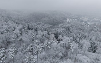 Snow-covered forest shrouded in mist, rolling hills and dense trees, Berglen-Hösslinswart,