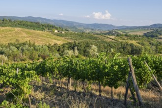 Tuscan landscape, country estate with vineyards, forests, olive trees and cypresses in Chianti,