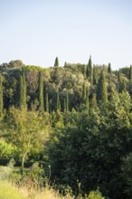 Tuscan landscape, country estate with, olive trees and cypresses in Chianti, Chianti Region,