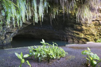 Grotto, filled with water, plants, various, various, Grottes De Mara'a, Paea, Tahiti-Nui, Tahiti,