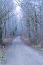 A quiet forest path surrounded by bare trees in a cool winter atmosphere, Gechingen, district of