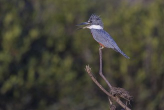 Red-breasted Kingfisher (Megaceryle torquata), on branch, Rio Mutum, Pantanal, Brazil, South