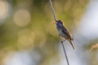 Great Reed Warbler (Acrocephalus arundinaceus), singing on a reed stem, backlight, Lake Kerkini,