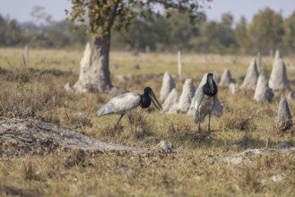 Jabiru (Jabiru mycteria), pair between termite mounds, Pantanal, Brazil, South America