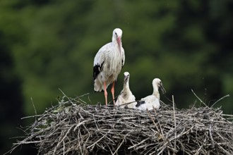 White stork (Ciconia ciconia), adult with two chicks standing on eyrie, Canton Aargau, Switzerland,