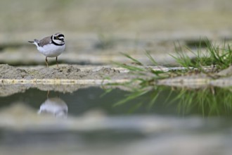 Little Ringed Plover (Charadrius dubius), standing in silt, Aue nature reserve, Reussegg, Sins,