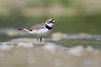 Little Ringed Plover (Charadrius dubius), standing in silt, Aue nature reserve, Reussegg, Sins,