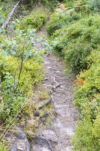 Hiking trail in the Kirnitzschklamm gorge, Sebnitz, Saxon Switzerland, Saxony, Germany, Europe