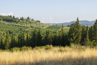 Tuscan landscape, country estate with vineyards, forests, olive trees and cypresses in Chianti,