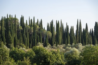 Tuscan landscape, country estate with, olive trees and cypresses in Chianti, Chianti Region,