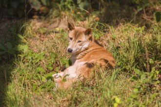 One New Guinea singing dog or New Guinea Highland dog (Canis hallstromi) (Canis dingo hallstromi,