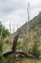 Dead trees, Senda La Baliza, Tierra del Fuego National Park, Ushuaia, Provinz Tierra del Fuego,