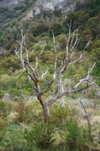 Dead tree, Senda La Baliza, Tierra del Fuego National Park, Ushuaia, Provinz Tierra del Fuego,