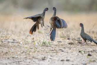 Chacochachalaca (Ortalis canicollis), aerial combat, Pantanal, Brazil, South America