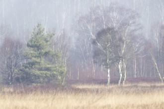 Moorland in the fog, Emsland, Lower Saxony, Germany, Europe