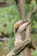 A southern tamandua (Tamandua tetradactyla), climbs up a tree in a forest