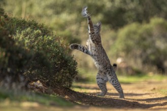 Lynx pardinus, young male, playing with rat, prey, La Mancha, Spain, Europe