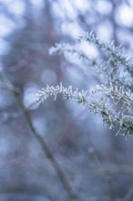 Close-up of a frozen branch with snow crystals in the blurred background, Gechingen, district of